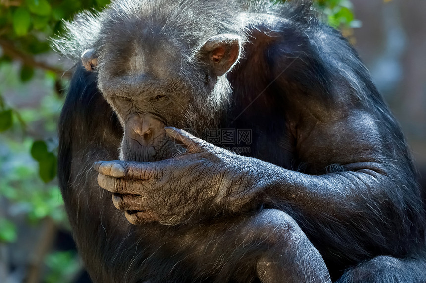 黑猩坐在动物园里图片