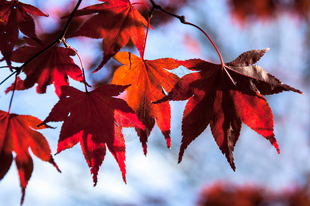秋的癌症树叶图片