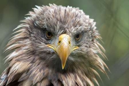 白尾海鹰鹰的眼睛高清图片