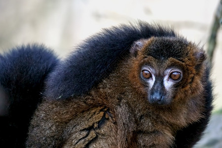 大眼睛黑狐猴Eulemurmacaco看起来很机警图片