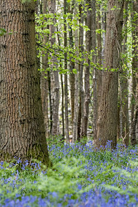 蓝铃在东格林斯代尔德附近的木头中开花图片
