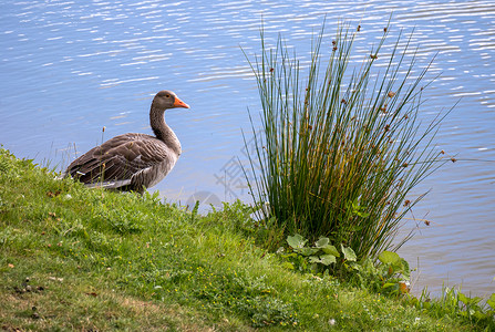 格雷格鹅安瑟安瑟在特纳山附近的湖边图片