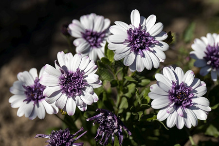 白色和紫加沙尼亚区在英式花园中开图片