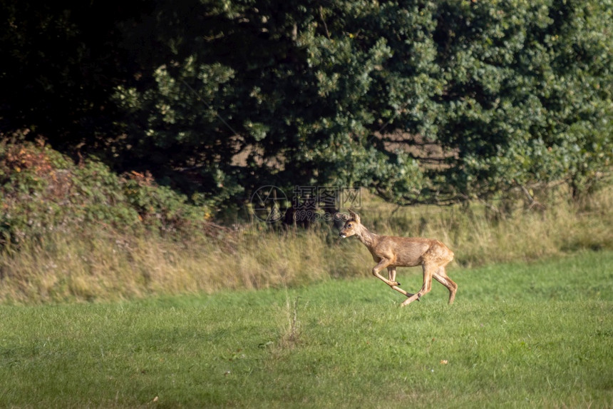 东格兰斯特德附近田地上的红鹿Cervuselaphus图片