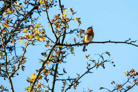 秋天知更鸟在山楂树上唱歌图片