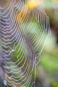 蜘蛛网的状闪发光露水滴高清图片