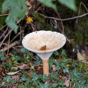 丛生漏斗长柄蘑菇图片