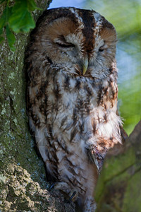 Tawny猫头鹰Strixaluco白天睡在树上英国高清图片素材