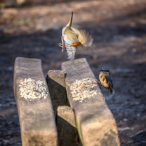 知更鸟从洒满鸟籽的木凳上跳下来以避开坚果孵化图片