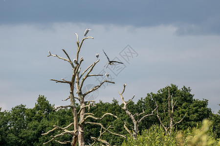 栖息在枯树上的苍鹭图片