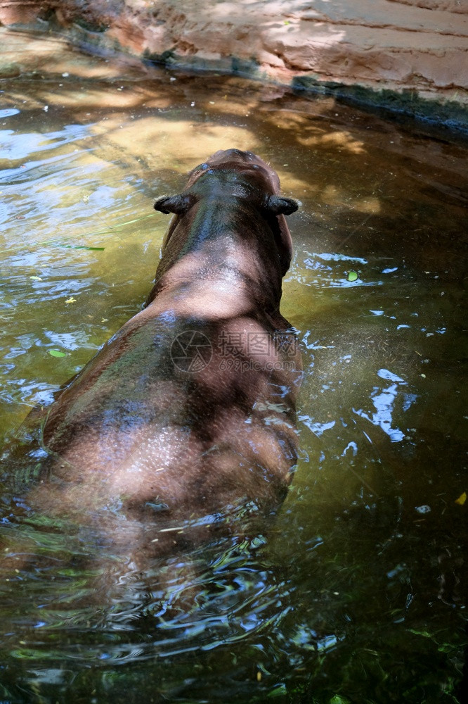FUENGIROLA安达卢西亚西班牙7月4日PygmyHippopotamusChoeropsisliberiensis或Hex图片