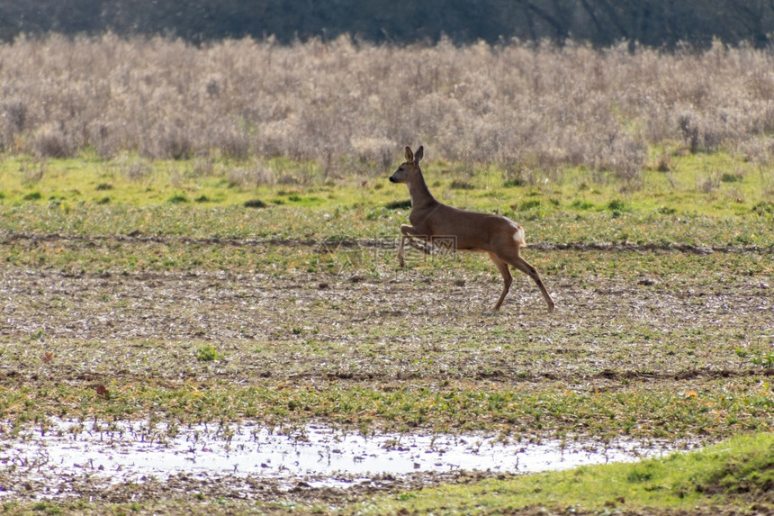 东格兰斯特德附近田地上的红鹿Cervuselaphus图片