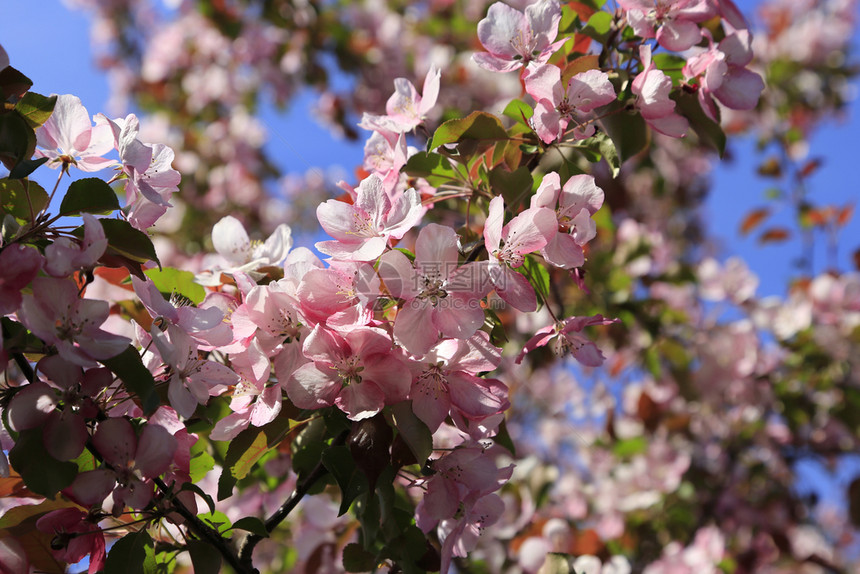 春苹果的分枝蓝色天空背景的美丽粉红色花朵图片