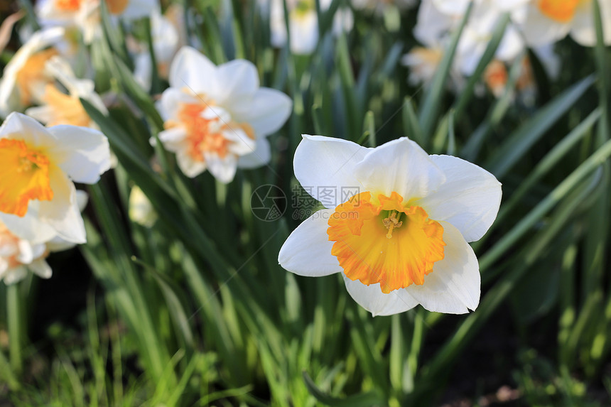 春天水仙美丽的白花特写图片