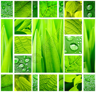 绿色摘要与新鲜植物和带水滴的叶子绿色拼贴图片