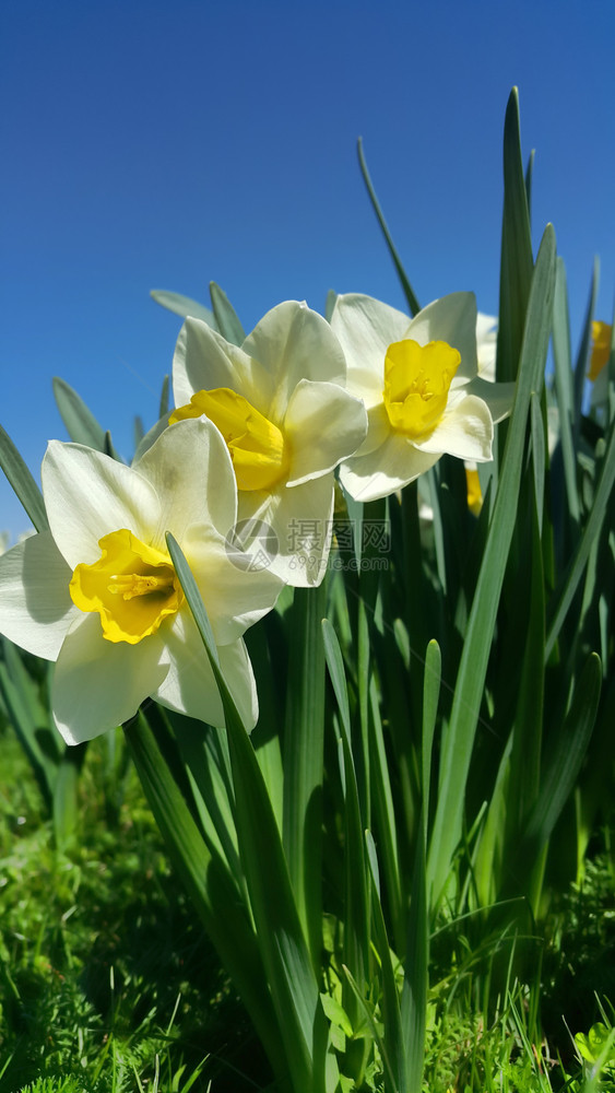 紧贴美丽的鲜花朵Narcissus图片