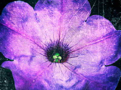 摘要用美丽的小花朵刮旧胶片效果背景背景图片