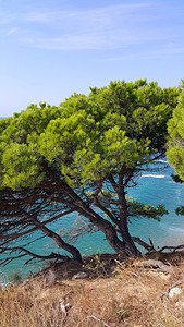 在明蓝海附近斜坡上生长的美丽松树图片