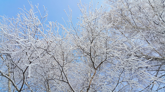 美丽的树枝覆盖着雪和冰霜在明晴的冬天图片
