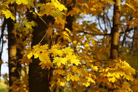 明亮的黄色秋天树在夜晚的阳光下燃烧十月高清图片素材
