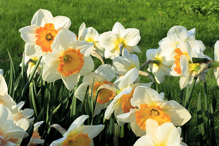 春天水仙美丽的白花特写高清图片