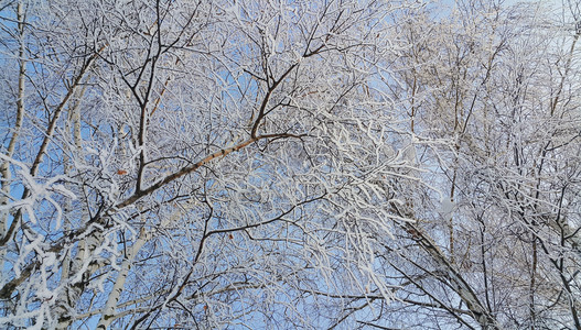 美丽的树枝覆盖着雪和冰霜在明晴的冬天图片