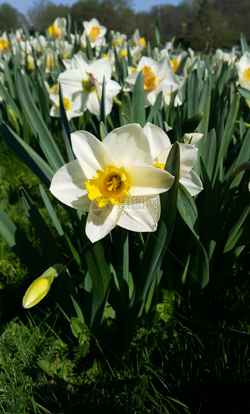 春水仙美丽的白黄花特写图片