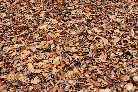 天然秋背景棕色落叶干图片