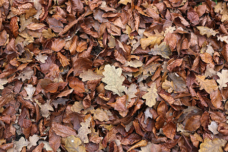 天然秋背景棕色落叶干图片