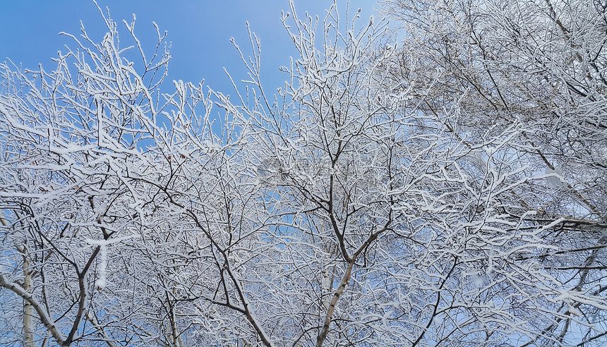寒冬之日树上美丽的枝满是雪和冰霜图片