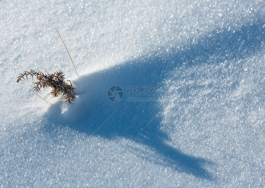 小型柔植物在美丽清凉阳光明媚的雪地表面发芽有晶状雪花自然宏观背景对冬季概念来说很美图片