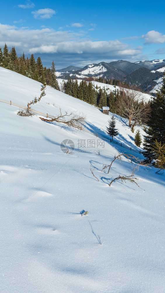 冬晨山峰顶有农田雪覆盖还有一些枯的防风树乌克兰喀尔巴阡山宁静的Dzembronya村郊区图片
