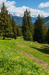 夏季山坡上黄花朵的阿尔卑斯山风景奥地利图片