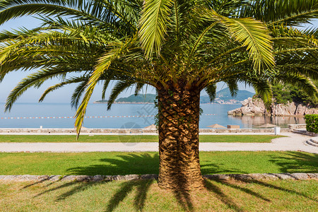 Milocer海滩黑山布德瓦附近棕榈树的美丽夏日公园晨景图片