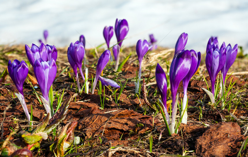 在喀尔巴阡山高原谷乌克兰欧洲的春天紫色花朵盛开美丽的概念春天或初夏景象图片