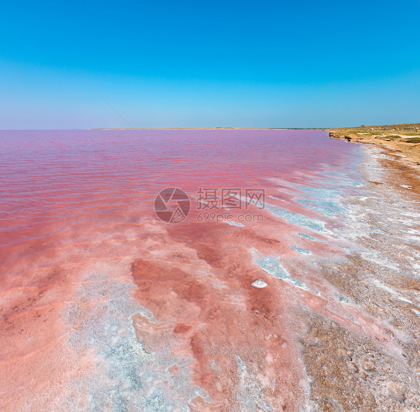 粉色极咸西瓦什湖以微藻为颜色含晶状盐沉降物又称普特里德海或罗滕乌克兰特森地区里米亚和阿拉巴特斯匹附近图片