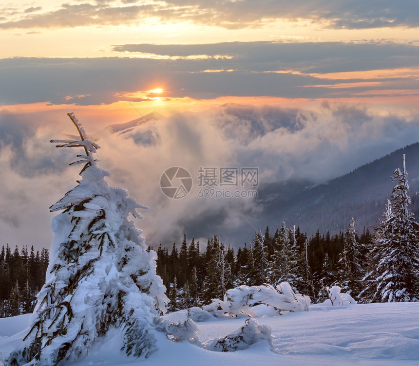 日出冬季山地景观雪坡上云和冻松树乌克兰喀尔巴阡图片