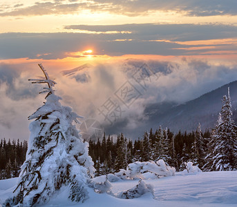 日出冬季山地景观雪坡上云和冻松树乌克兰喀尔巴阡冬天高清图片素材