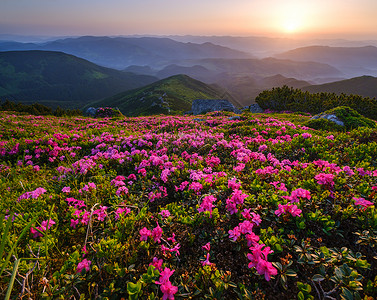 清晨夏山坡上的红玫瑰花朵喀尔巴阡克霍诺拉乌兰高清图片