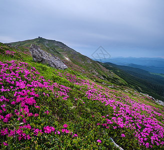 夏季山坡和皮普伊万山的粉红玫瑰花前端近后面有天文台的废墟喀尔巴阡山乌克兰科霍诺拉喀尔巴阡山背景图片