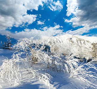 清晨冬季山地风景前面有雪树自然的高清图片素材