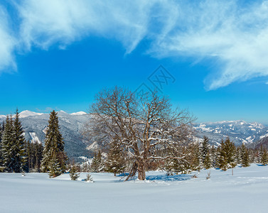 照片来自乌克兰斯库波瓦山坡喀尔巴阡坡阿尔卑斯高原花园和大果树背景图片