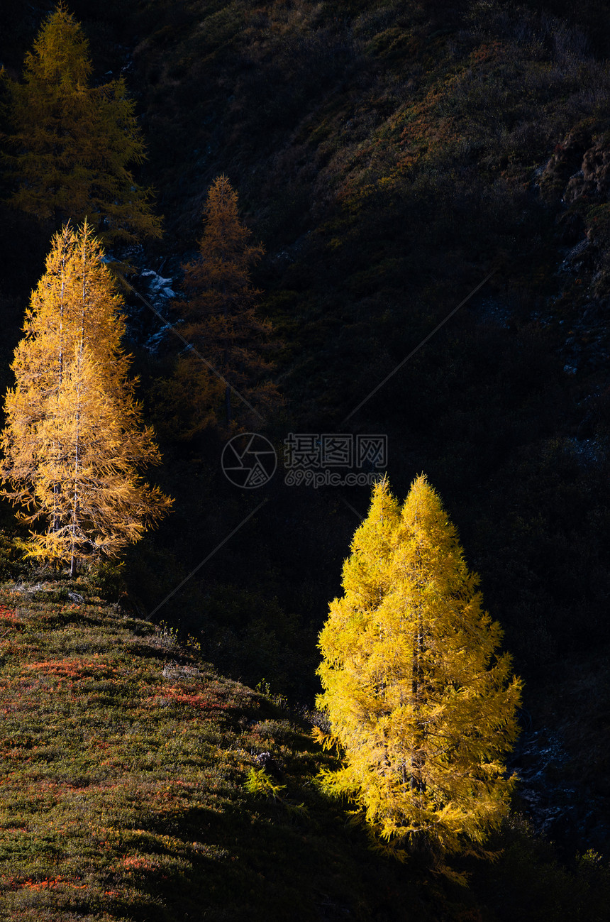 日光照耀的秋色红竹树在黑暗的山丘阴影下阿尔卑斯山高地从远足路线上看克莱纳尔奥地利萨茨堡图片