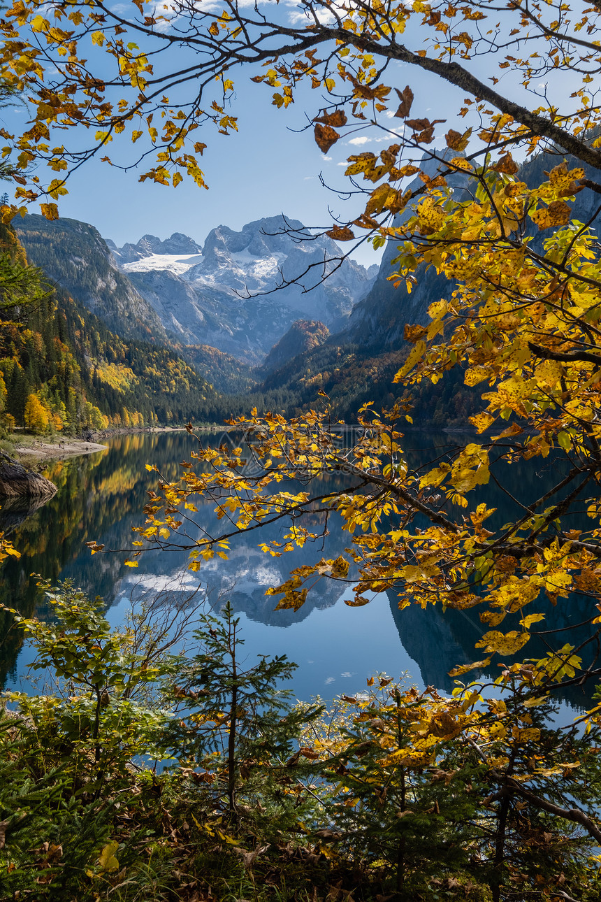 温和的多姿彩秋天风景和平的山湖水反射清晰透明Gosauseen或VordererGosausee湖上奥地利Dachstein峰顶图片