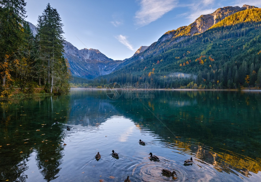 清晨秋天阿尔卑斯山AlpineJaegersee湖上面有鸭群和山丘克莱纳尔Kleinarl萨尔茨堡LandSarburz奥地利图图片
