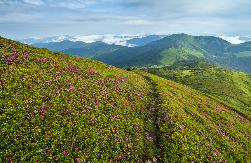 清晨多云的夏日山坡上粉红色的玫瑰杜鹃花盛开乌克兰喀尔巴阡山MarmarosPipIvan山图片
