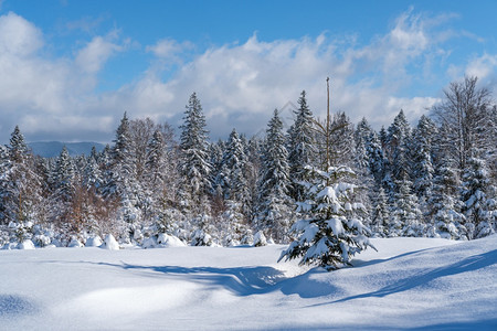 高山雪冬季寒森林带雪流图片