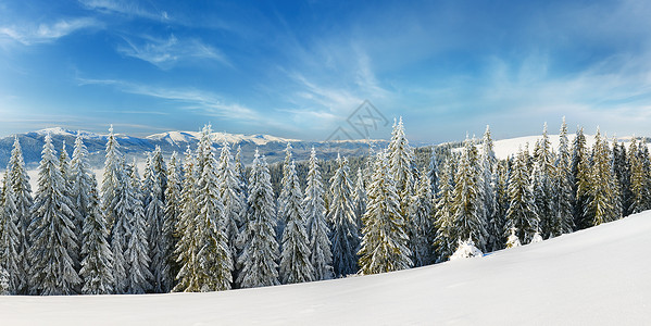冬季平静的山地风景雪覆盖了树苗背景图片
