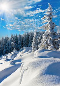 上午清晨冬季平静的山地景观坡上有美丽的fir树喀尔巴阡山乌克兰下雪的高清图片素材