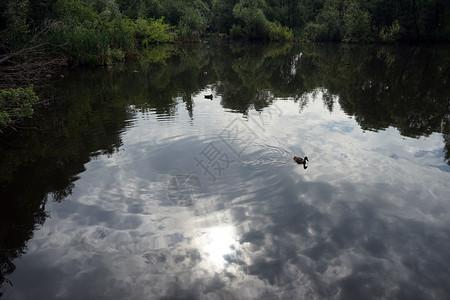 太阳反射和湖泊表面的鸭子背景图片